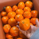 제주위미농업협동조합 | 요즘 맛있는 귤 찾기 힘들었는데 고당도 제주 서귀포 위미감귤 ‘싱귤생귤’ 선물 받고 감탄한 후기