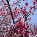 신원감악산곶감농원 | 전남 광양시 광양매화축제 주차장(3/19)