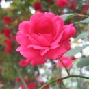 산본고가 삼거리 이미지