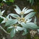 에델바이스 이미지