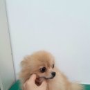 아름동물병원 이미지
