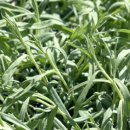 오색허브농원 이미지