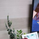 천연방향제 오투원 실내디퓨저 식물성 주정을 사용해 고급져