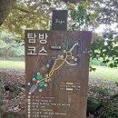수나무카페 | 제주 천년의 숲 "비자림" 거목들 밑에서 나는 째그만 요정이 돼..어?