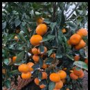 중귤농장 이미지