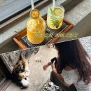 카페구할구제주 | 제주 구좌 월정리 감성 카페 : 귀여운 고양이 가득, 카페구할구 추천