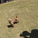 중독(DOG) 이미지