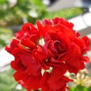 스타로프 이미지