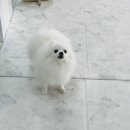 콩몽이네 | [ 애견 호텔 ] 경기도 파주시 _ 콩몽이네 _ 반려견 호텔 &amp; 유치원은 어떨까?