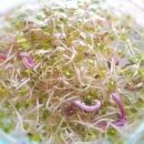 새싹의 아침 이미지