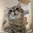 Healthy Cat | [내돈내산] 냥프레쉬 10개월 후기 파손 보증 제도 이용 4개 새로 받은 썰