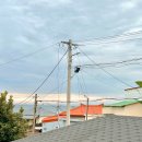 막다른 둥지 이미지