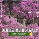 푸른동산유치원 | 부천 진달래동산 실시간ㅣ지금 가도 괜찮을까? 개화 상황·주차까지 총정리