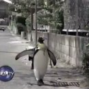 펭귄시장 이미지
