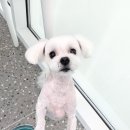 허니모모 애견미용실 이미지