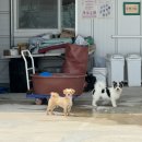 오늘도 너에개 | 파주 유기견 봉사 2번째 빅독포레스트 | 너에개로 봉사 후기