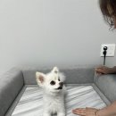 강아지 침대 소파 장수돌침대 패브릭 펫소파 장수펫소파