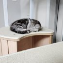 쿨펫동물병원 이마트금정점 이미지