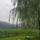 물미연꽃마을 이미지