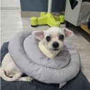 이든펫샵 이미지