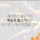 코이(Koi)