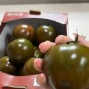 슈퍼푸드 흑 토마토 토마토 심는 시기 효능 수경재배 이미지