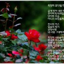 흑장미 Daum카페