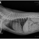 보담동물의료센터 이미지