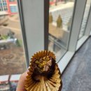 만수파크 | 두쫀쿠, 두바이 초콜릿의 성지! 용산역 아이파크몰 팝업 (모찌트리, 코너케이크스튜디오 후기/ 그 외...