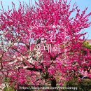 남도삼백리길(11코스) | [공지] [순천여행] 순천홍매화, 순천벚꽃 꽃구경 장소 리스트
