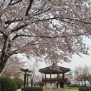향백 이미지
