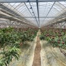 토러스농장 이미지