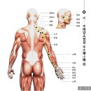 🔥 허리가 아픈데 왜 새끼손가락을 풀까요? 광배근과 소충혈의 연결성! 이미지