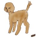 에스티 비숑프리제 이미지