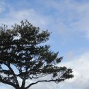 하늘과 소나무 이미지