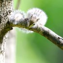 아기다람쥐 이미지