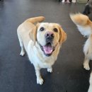 안중유치원 | 청라 루원시티 주주개린이집 대형견 놀이방 재방문 리트리버 달고 단골 된 후기