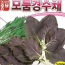 씨앗