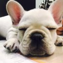 도그컴퍼니 이미지