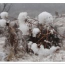 데굴데굴 이미지