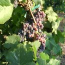 바론태양광 | 투스칸 와인 (이탈리아 토스카나)