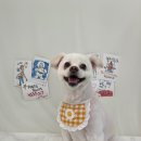 푸드르르 이미지