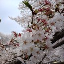 울산광역시 남구 무거동 행정복지센터 | [울산 벚꽃 명소] 궁거랑, 무거천 벚꽃길 (완전 만개, 2026.04.03 금)