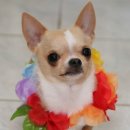 강생이네 이미지