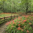 꽃무릇공원 이미지