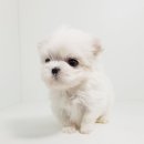 구산동 강아지 이미지