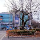 느티나무 이미지