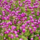 양주나리공원 꽃축제와천보산능선길에서 만난 작은 꽃들 이미지