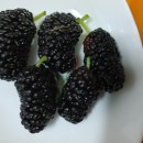 훈장님팜 이미지