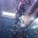 화천 황쏘가리 서식지 | 단양 여행 가볼만한곳 다누리아쿠아리움 시간 요금 주차정보